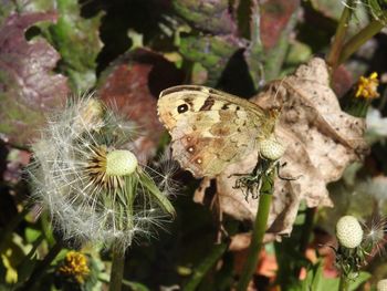 Close-up of insect on flower