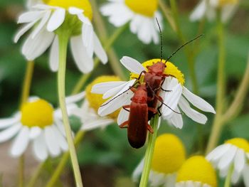 Close-up of butterfly pollinating on flower
