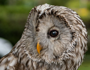 Close-up portrait of owl
