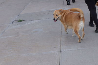 High angle view of dog walking on footpath