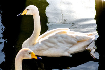 Close-up of swan in lake