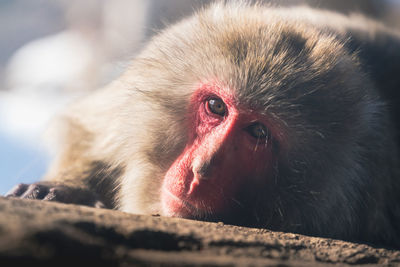 Close-up portrait of a monkey