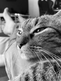 Close-up of a cat at home