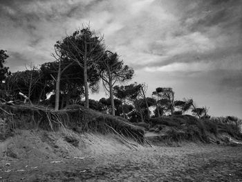 Low angle view of trees on field against cloudy sky