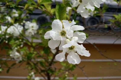 Close-up of white cherry blossom