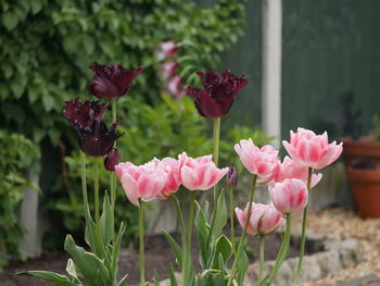 Close-up of pink flowering plants