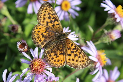 Close-up of butterfly pollinating on purple flower