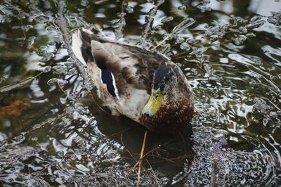 High angle view of duck swimming in lake