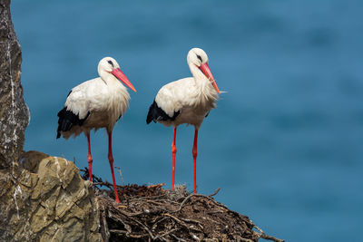 Birds perching on rock against water