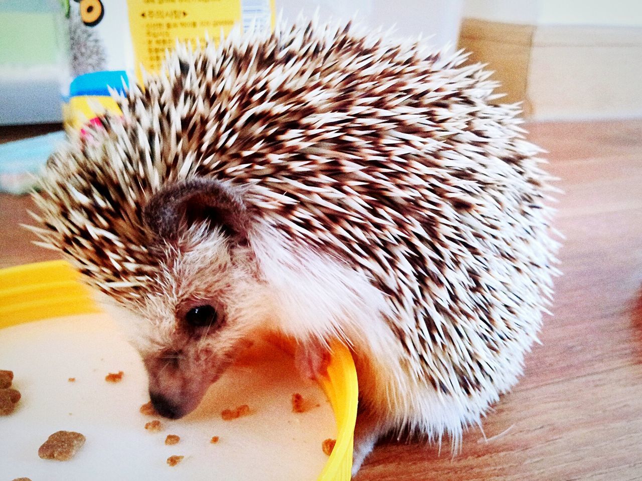 hedgehog, one animal, animal themes, mammal, indoors, pets, cage, no people, close-up, day