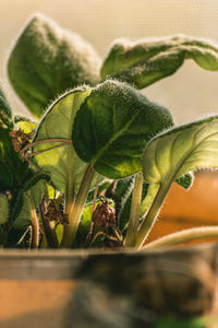 High angle view of potted plant