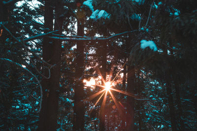 Low angle view of trees in forest