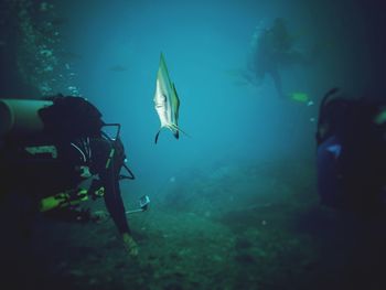 Close-up of fish swimming in sea