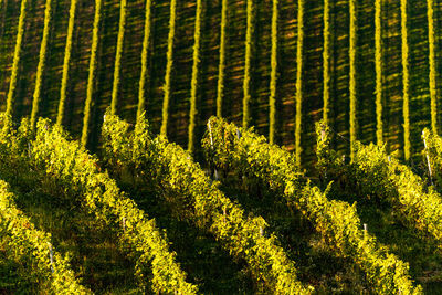 Full frame shot of plants growing on land