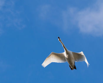 Low angle view of seagull flying in sky