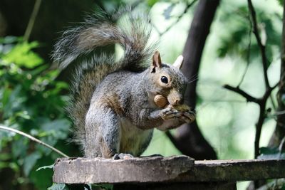 Close-up of squirrel on tree