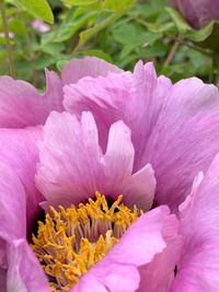 Close-up of pink rose flower