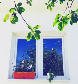 Plant by window in house