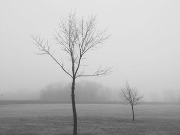 Bare tree on landscape against clear sky