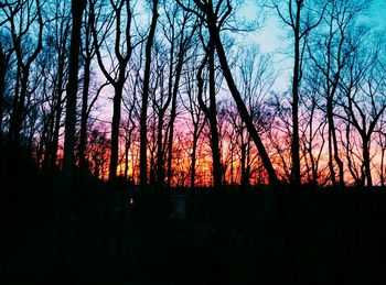 Silhouette of bare tree at sunset