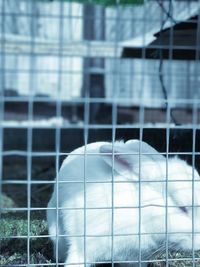 Close-up of cat in cage