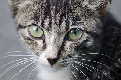 Close-up portrait of a cat