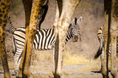 Close-up of zebra