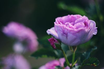 Close-up of pink flower blooming outdoors