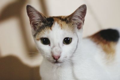 Close-up portrait of cat