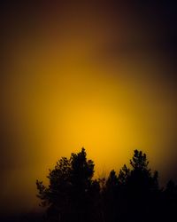 Silhouette of tree during sunset