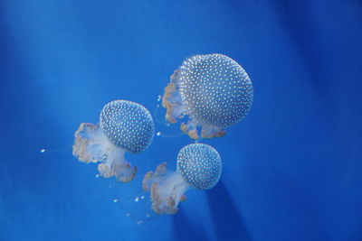 Close-up of jellyfish in sea