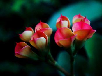 Close-up of pink flowers blooming outdoors