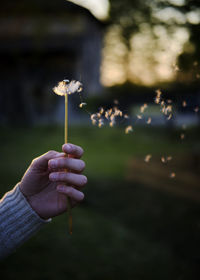 Close-up of hand holding white flowering plant