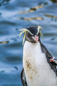 Close-up of bird in water