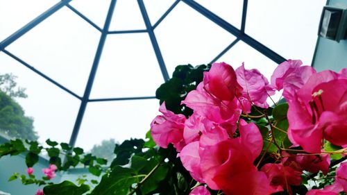 Close-up of pink bougainvillea flowers against clear sky