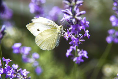 Close-up of butterfly on purple flower