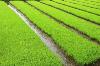 Scenic view of agricultural field