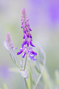 Close-up of purple flowers blooming