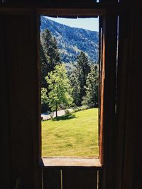 Trees on field seen through window