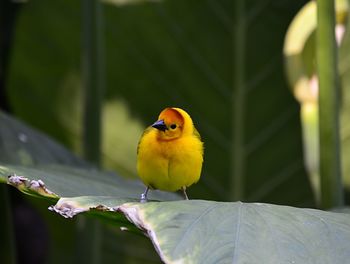 Close-up of bird perching on yellow leaf