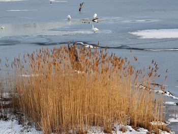 Flock of birds on frozen lake