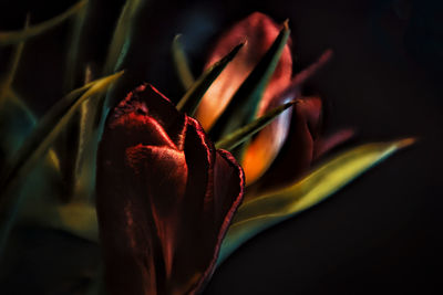 Close-up of red rose flower