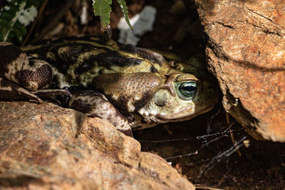 Close-up of frog on rock