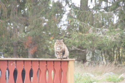 Cat looking away