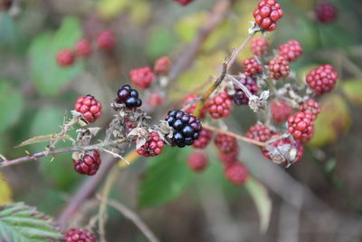 Close-up of berries growing on tree