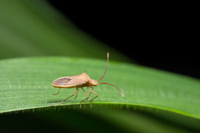 Close-up of brown assassin bug on leaf against black background