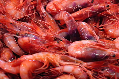 High angle view of seafood for sale in market