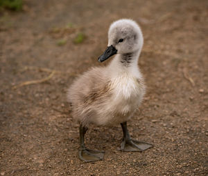 Close-up of ducklings on land