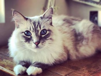 Close-up portrait of cat