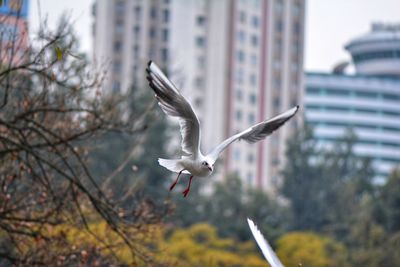 Bird flying against trees